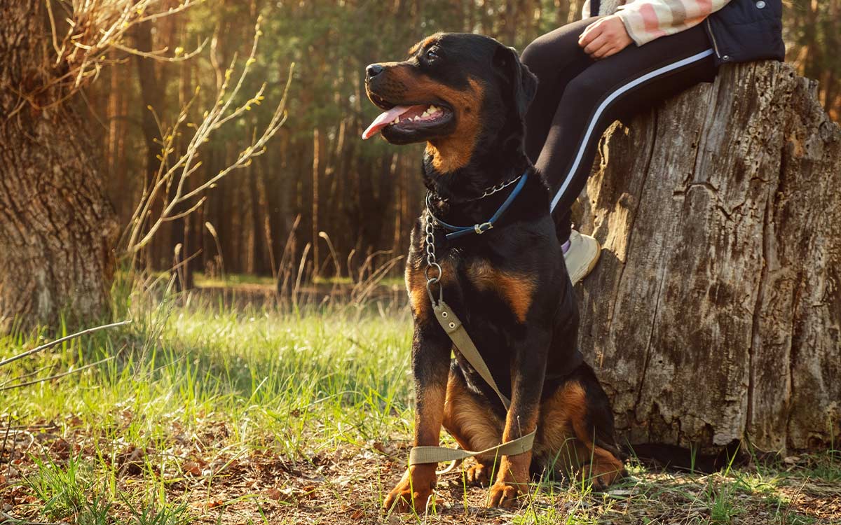 Cosa devi fare se il tuo cane muore per cause naturali